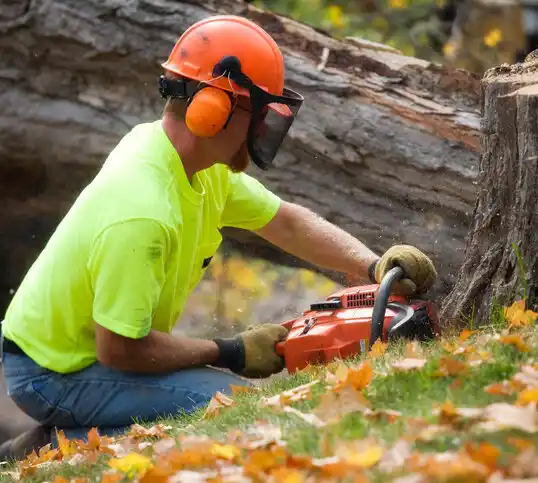 tree services Grand Ledge